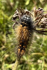 Acronicta auricoma