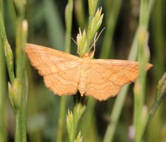 Idaea ochrata