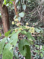 Clerodendrum cyrtophyllum