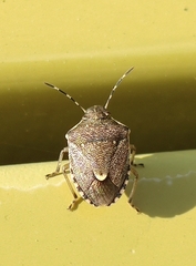 Holcostethus albipes