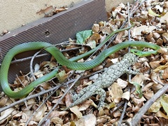 Philothamnus natalensis