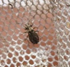 Nysius
