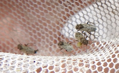 Nysius