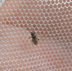 Nysius