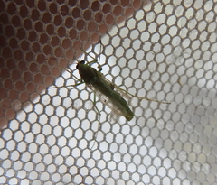 Chironomidae