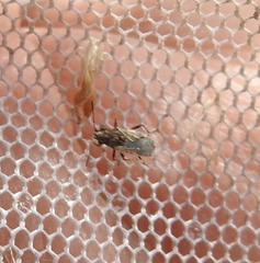 Nysius