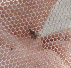 Nysius