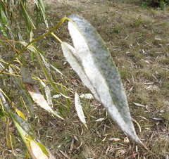Erysiphaceae
