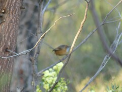 Stipiturus malachurus