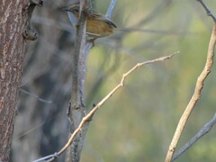 Stipiturus malachurus