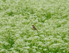 Carpodacus erythrinus