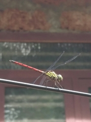 Lathrecista asiatica