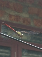 Lathrecista asiatica