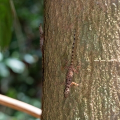 Cnemaspis peninsularis