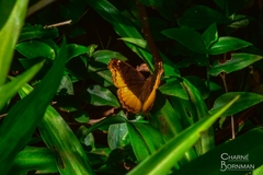 Eurytela dryope angulata