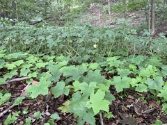 Hydrophyllum canadense