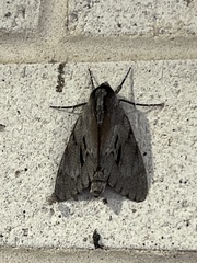 Lapara coniferarum