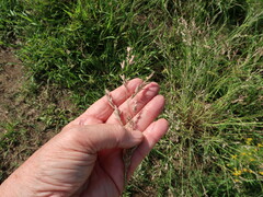 Eragrostis hypnoides