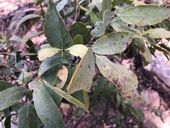 Santalum lanceolatum