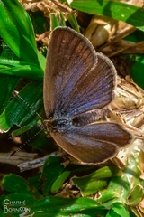 Zizeeria knysna knysna