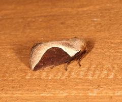 Prolimacodes badia