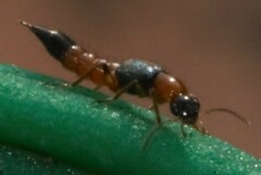 Paederus