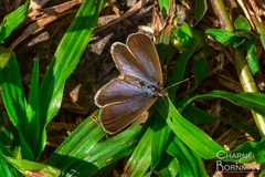 Zizeeria knysna knysna