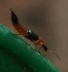 Paederus