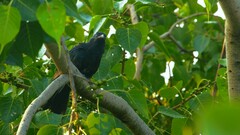 Eudynamys scolopaceus