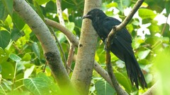 Eudynamys scolopaceus