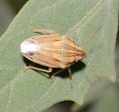 Aelia acuminata