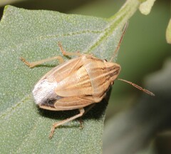 Aelia acuminata