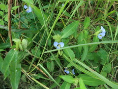 Commelina virginica
