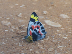 Delias harpalyce
