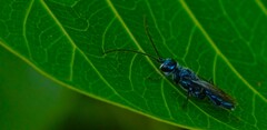 Trirogma caerulea