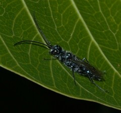 Trirogma caerulea