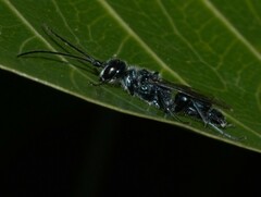 Trirogma caerulea