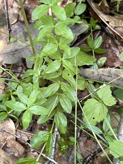 Cruciata glabra