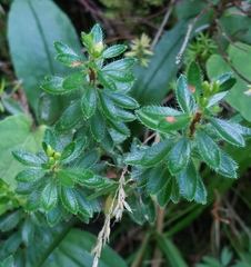 Rhodothamnus chamaecistus