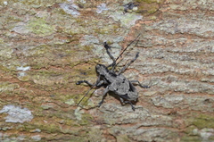 Steirastoma coenosum