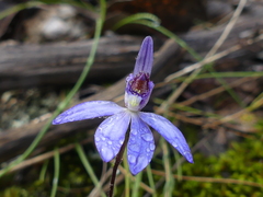 Cyanicula caerulea