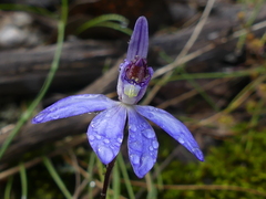 Cyanicula caerulea