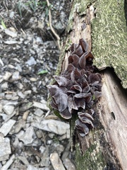 Auricularia polytricha