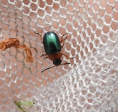 Gastrophysa polygoni