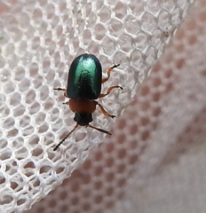 Gastrophysa polygoni