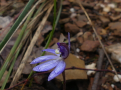 Cyanicula caerulea