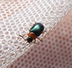 Gastrophysa polygoni