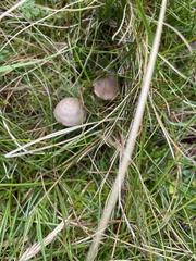 Entoloma conferendum