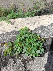 Oxalis corniculata