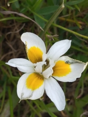 Moraea tricolor